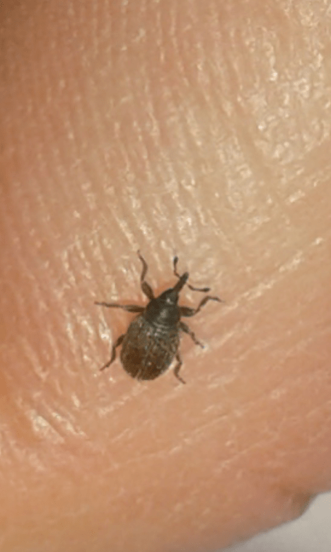 Curculionidae: Gymnetron sp.